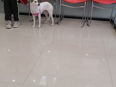 -艾贝尔宠物诊疗