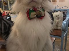 -共舞时光猫咖·狗咖(新街口店)