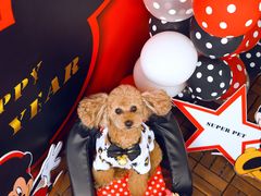 -超宠爱宠物摄影-Super pet