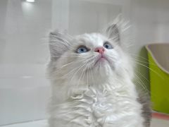 -青奢宠物·青奢猫舍