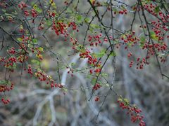-叠溪松坪沟景区