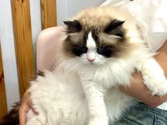 -青奢宠物·青奢猫舍