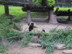 -都江堰中华大熊猫苑