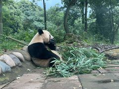 -中国大熊猫保护研究中心雅安碧峰峡基地
