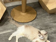 -楼上猫咖(罗湖店)