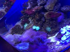 -芜湖新华联大白鲸海洋公园