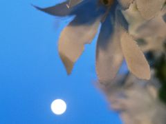 -大梅沙游艇度假酒店