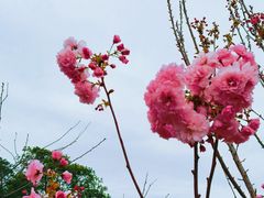 -天适樱花悠乐园