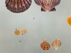 -青岛贝壳博物馆