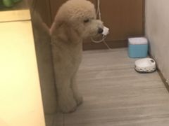 -悠尼宠物·独立低压伊珊娜洗护·美容·寄养(兰谷路店)
