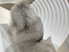 -怪兽屋·羊驼·猫咖·狗咖(俊华广场店)