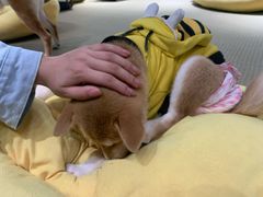 -逗柴咖啡屋·狗咖猫咖宠物桌游
