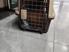 -半岛宠物医院24小时(白果林店)