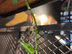 -探鱼·鲜青椒爽麻烤鱼(西南商都店)