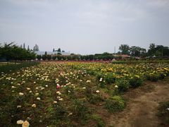 -曲江薰衣草庄园