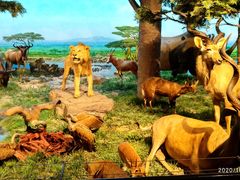 -国家自然博物馆