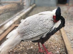 -青藏高原野生动物园