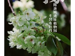 -洛阳市隋唐城遗址植物园