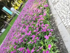 -昆山城市生态森林公园