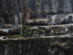 -清迈夜间动物园