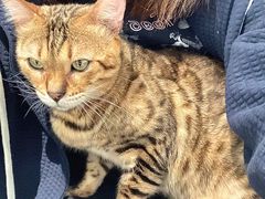 -Cappucimeow猫咪咖啡馆(韦伯时代店)