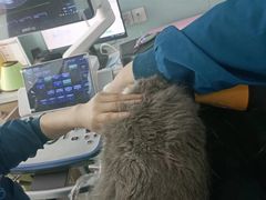 -嘉馨宠物医院·CT影像转诊·心脏科·犬猫全科诊疗中心(下沙大学城院区)