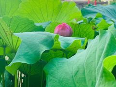 -陈家山荷花公园
