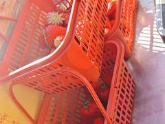-大自然农场蔬菜草莓采摘园