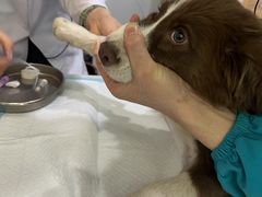 -pd派德宠物中心医院24H急重症·眼科中心·血液透析中心(嵩山北路店)