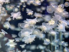 -太平洋海底世界