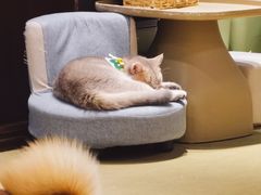 -逗柴咖啡屋·狗咖猫咖宠物桌游