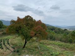 -塔川景区