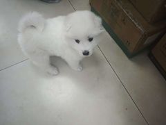 -宠福鑫康馨动物医院·骨科·眼科