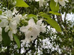 -长白岛森林公园