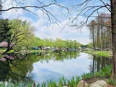 -上海共青森林公园