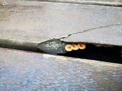 -祁门牯牛降观音堂风景区