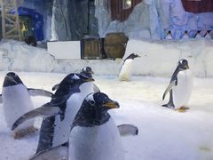 -芜湖新华联大白鲸海洋公园