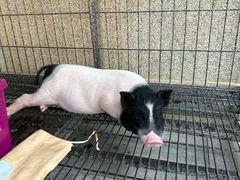 -赵小犇·江湖川菜馆
