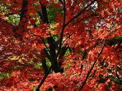 -杭州半山国家森林公园