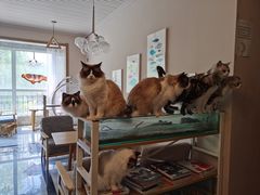 -有猫儿腻咖啡厅.猫咖