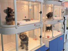 -翊宠yipet猫狗购宠庄园犬舍•猫舍