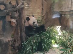 -成都动物园