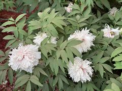 -洛阳市隋唐城遗址植物园