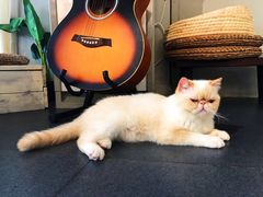 -Heymao猫咖.咖啡厅(东门店)