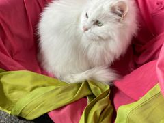 -Anne猫窝咖啡屋