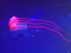 -芜湖新华联大白鲸海洋公园