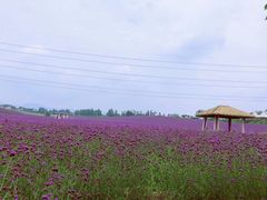 -紫颐香薰山谷景区