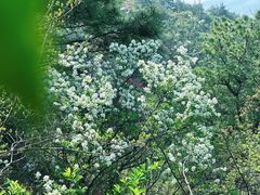 -木兰云雾山
