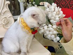 -共舞时光猫咖·狗咖(新街口店)