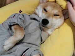 -逗柴咖啡屋·狗咖猫咖宠物桌游